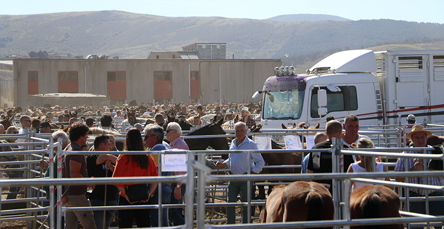 M�s de 3.000 animales de 150 ganader�as distintas participan en la Feria Caballar de San Mateo