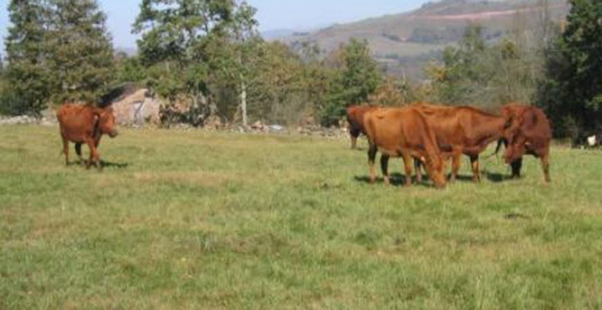 Ms de 500 de ganaderos reciben las ayudas del Gobierno de Cantabria para fomentar la produccin lechera de ganado bovino, ovino y caprino ligada a tierra
