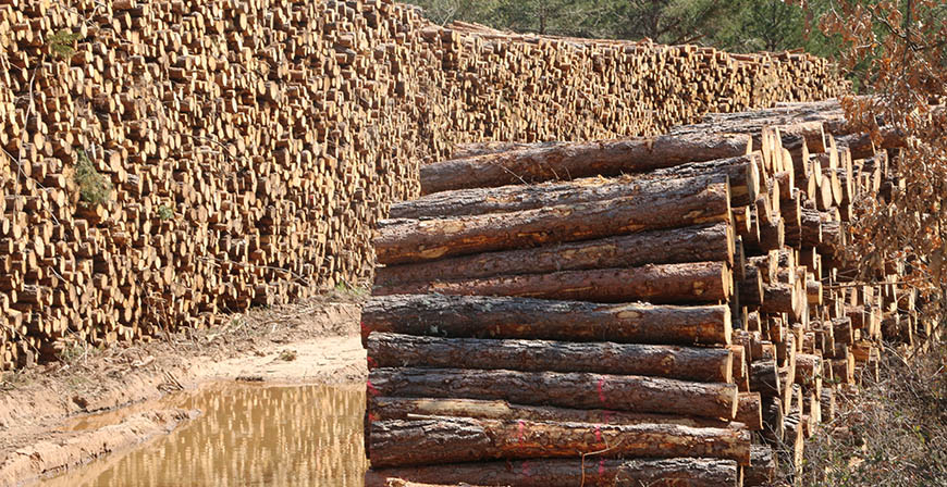 Matamorosa saca a subasta un lote de pino silvestre por un precio base de 16.800 euros