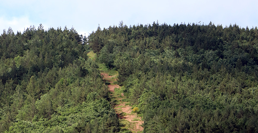 Medio Ambiente destina más de 300.000 euros en ayudas para la retirada de biomasa forestal residual en los montes de Cantabria