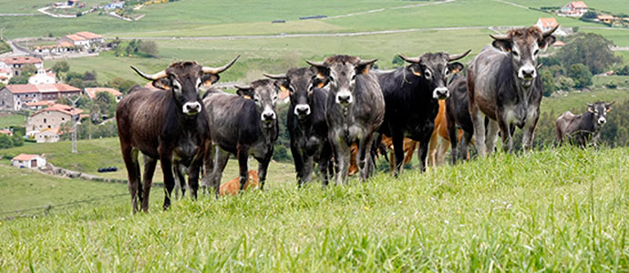 Medio Rural abona 5,8 millones de euros a 799 ganaderos con las ayudas del Programa 2014-2020