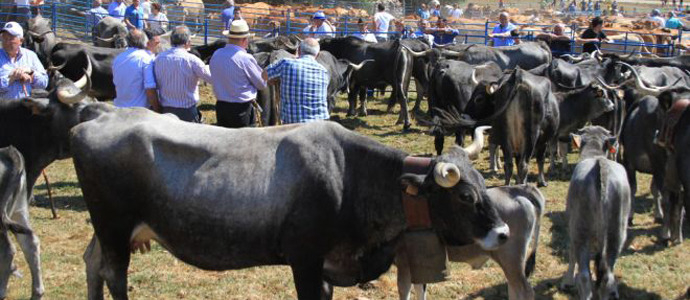 Medio Rural abona 8,3 millones de euros a 3.225 ganaderos