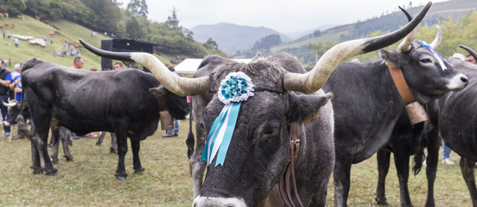 Medio Rural abonar desde este viernes 6,7 millones a 2.870 ganaderos