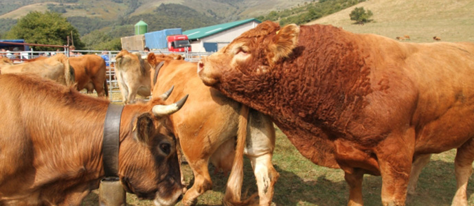 Medio Rural abonar prximamente 6,7 millones a 2.928 ganaderos de vacuno de carne