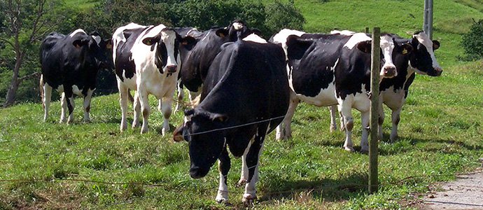 Medio Rural adelantar en los prximos das el pago de 6,7 millones a 1.354 ganaderos de vacuno lechero de Cantabria 