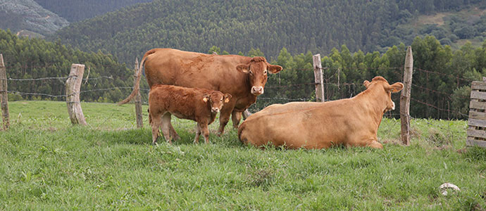 Medio Rural apoya las razas puras de bovino de carne para aumentar la productividad de las explotaciones