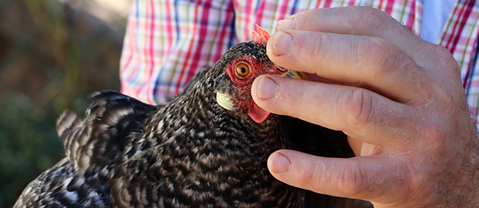 Medio Rural aprueba la creacin del Libro de Registro Genealgico de la gallina pedresa en Cantabria