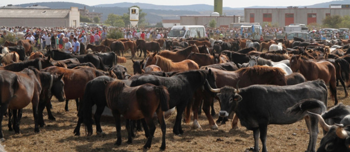 Medio Rural convoca ayudas para ferias ganaderas por un importe de 105.000 euros
