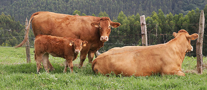 Medio Rural destina 120.000 euros a promocionar las razas puras de ganado bovino de carne