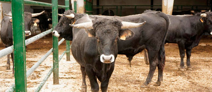 Medio Rural destina 160.000 euros en ayudas al cebo de terneros machos de las razas bovinas autctonas