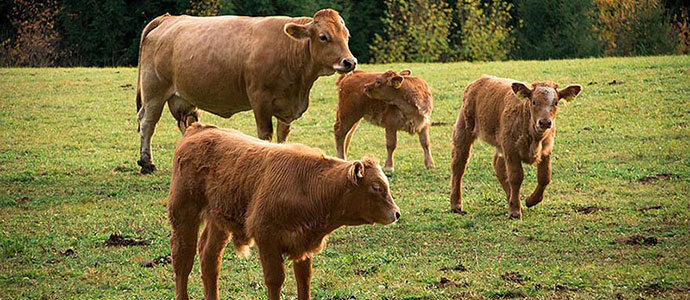 Medio Rural destina 70.000 euros en ayudas para el saneamiento del ganado bovino