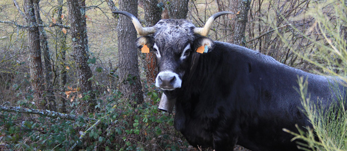 Medio Rural impulsa mediante el testaje de sementales la mejora de las razas tudanca y monchina 