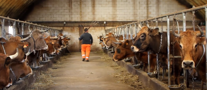 Medio Rural inicia el pago de las indemnizaciones por los vacos sanitarios en Campoo