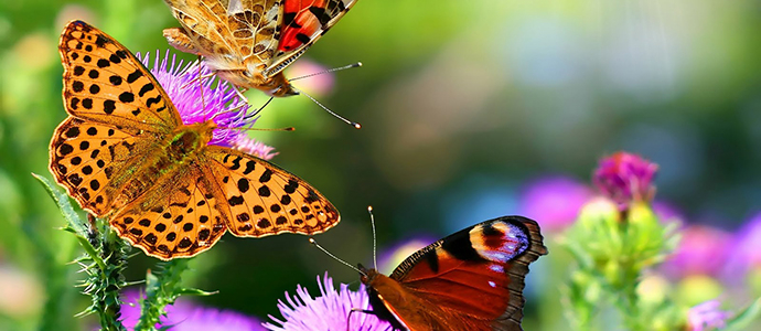 Medio Rural pone en marcha un programa de seguimiento de mariposas diurnas en Cantabria