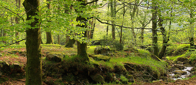 Medio Rural publica las bases de las ayudas a la extraccin de biomasa forestal residual