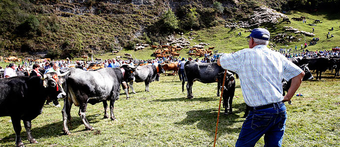 Medio Rural publica la convocatoria de las ayudas europeas de la PAC incluidas en la solicitud nica para 2019