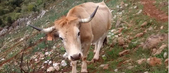 Medio Rural publica la orden que regula la declaracin y adjudicacin de pastos comunales incluidos en la PAC