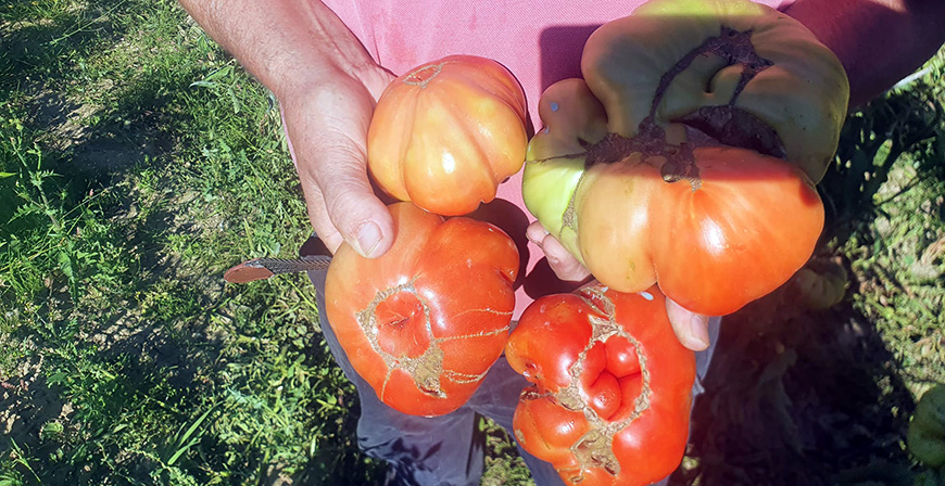 El Mejor tomate valluco de 2022 es el de Michel