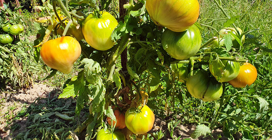 El Mejor tomate valluco de 2022 es el de Michel