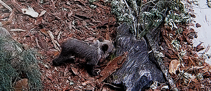 Mejora el estado de la osezna ingresada el lunes en el Centro de Recuperacin de la Fauna Silvestre  