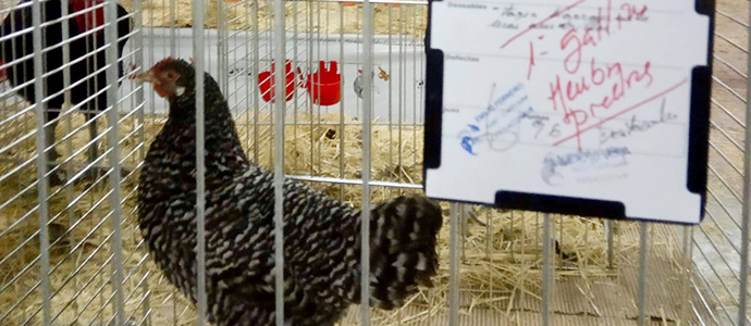 Las mejores gallinas pedresas de Espaa son las de Miguel y Felipe