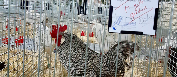 Las mejores gallinas pedresas de Espaa son las de Miguel y Felipe