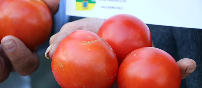 Los mejores tomates del Valle son los de Saturio