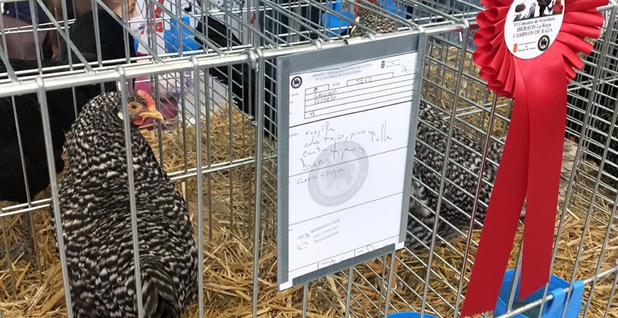 Miguel Herrero gana con sus gallinas pedresas el monogrfico del VI Concurso de Avicultura de Albelda de Iregua 