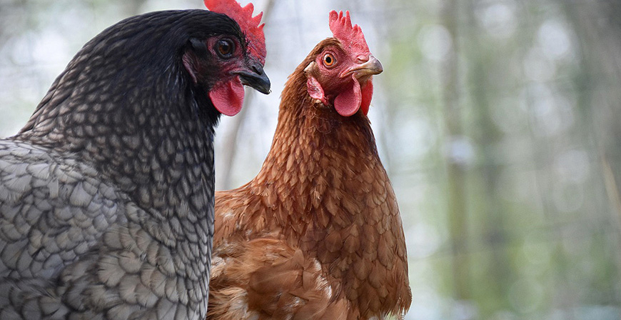 El Ministerio de Agricultura, Pesca y Alimentacin ampla el confinamiento de aves de cra a todas las granjas de Espaa