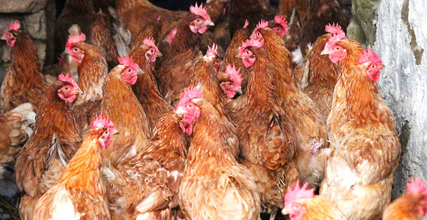 El Ministerio de Agricultura, Pesca y Alimentaci�n levanta las medidas de confinamiento de aves de corral en toda Espa�a