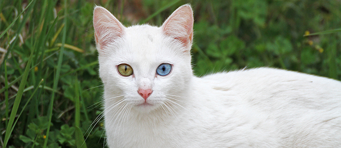 Mirada felina