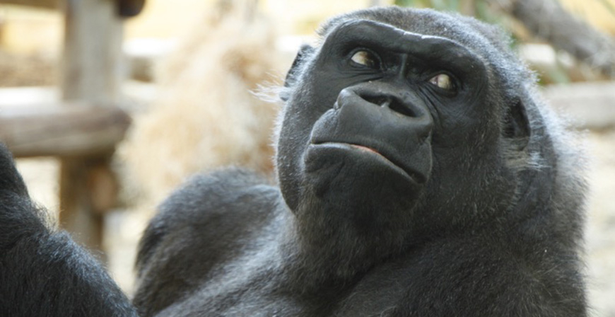 Muere Nadia, la primera gorila que lleg al Parque de la Naturaleza de Cabrceno