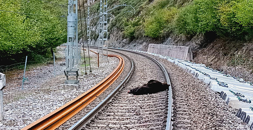 Muere un oso tras ser atropellado por un tren a la altura de Ca�eda 