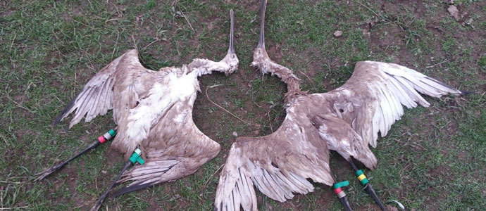 Mueren dos esptulas enredadas en aparejos de pesca