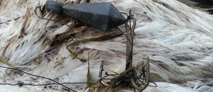 Mueren dos esptulas enredadas en aparejos de pesca