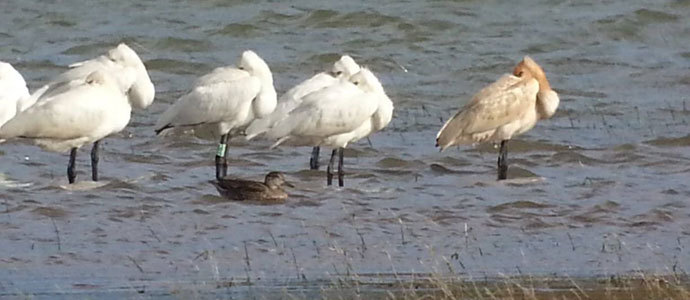 Mueren dos esptulas enredadas en aparejos de pesca