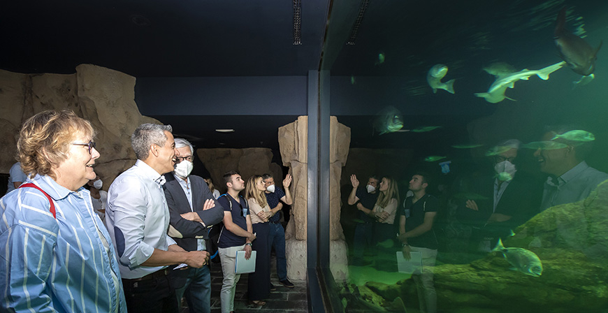 El Museo Marítimo del Cantábrico incorpora tres tiburones grises 
