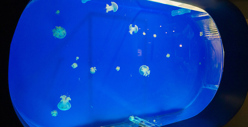 El Museo Martimo del Cantbrico ofrecer en Navidad actividades para el pblico infantil