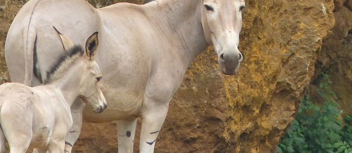 Nace un asno somal en el Parque de la Naturaleza de Cabrceno 