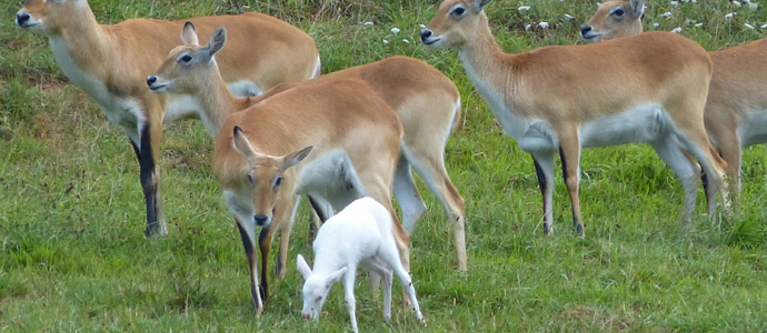 Nace en Cabrceno un antlope africano albino
