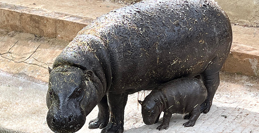 Nace en Cab�rceno una cr�a de hipop�tamo pigmeo 