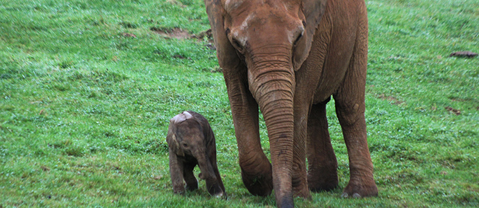 Nace en Cabrceno una nueva cra de elefante africano