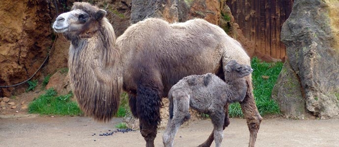 Nace en Cabrceno una nueva cra hembra de camello bactriano
