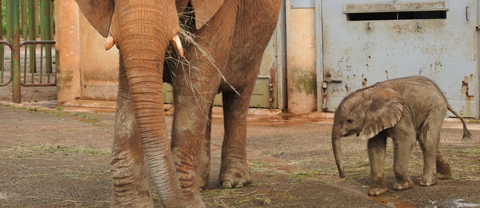 Nace en Cabrceno un nuevo ejemplar de elefante africano