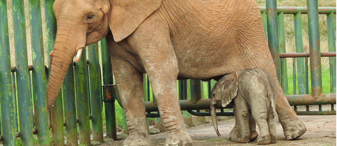 Nace en Cabrceno un nuevo ejemplar de elefante africano
