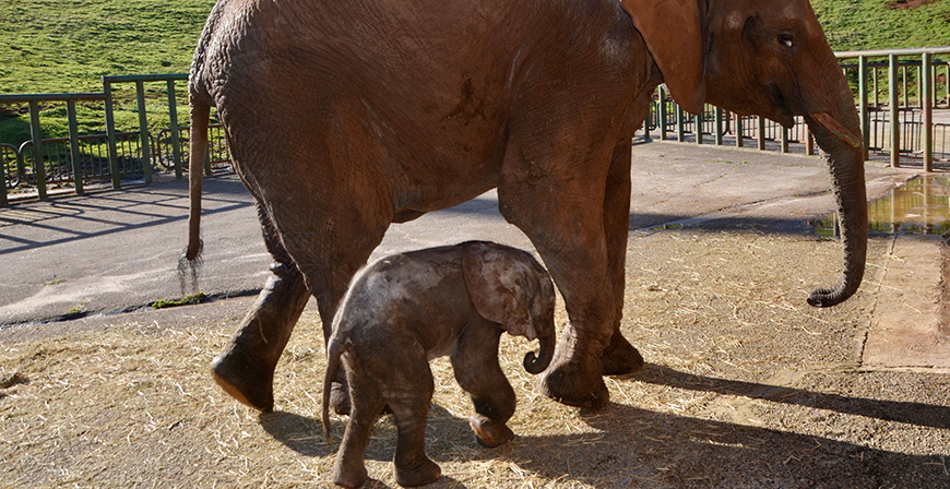 Nace en Cabrceno el primer elefante africano de tercera generacin