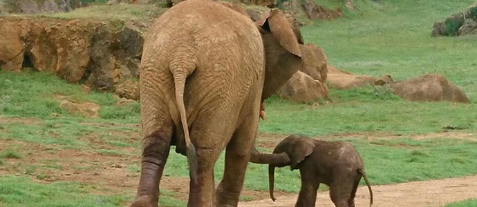 Nace un nuevo elefante africano en el Parque de la Naturaleza de Cabrceno