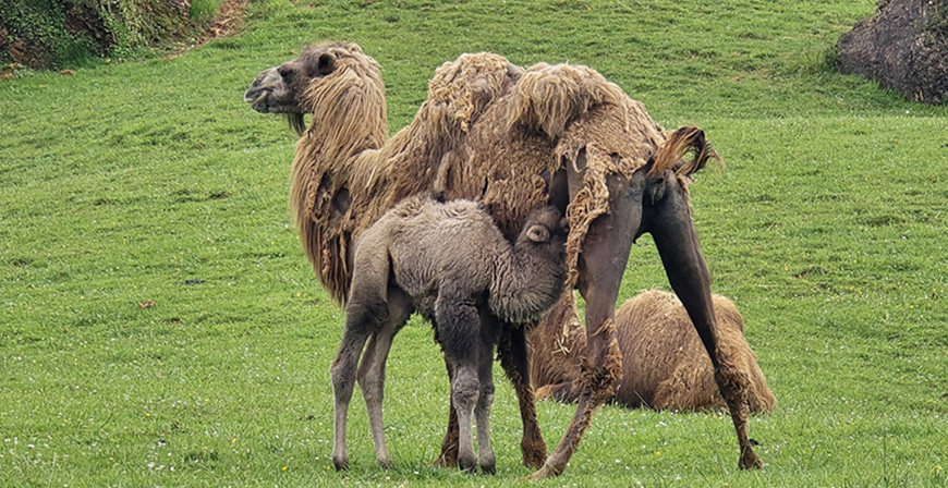 Nace el octavo camello bactriano en Cab�rceno
