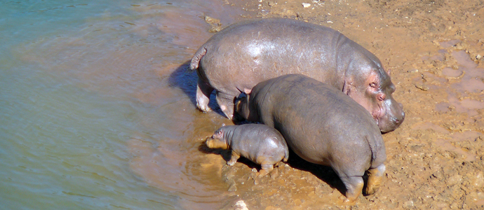 Nace una nueva cra de hipoptamo en el Parque de la Naturaleza de Cabrceno 