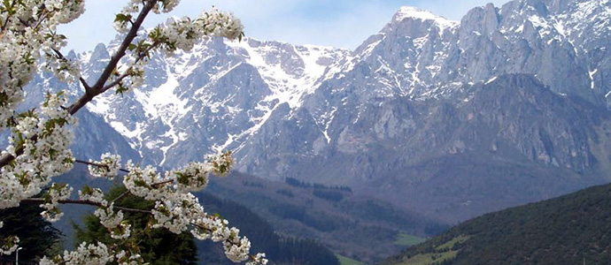 Nace el primer quebrantahuesos en Picos de Europa desde su extincin a mediados del siglo XX